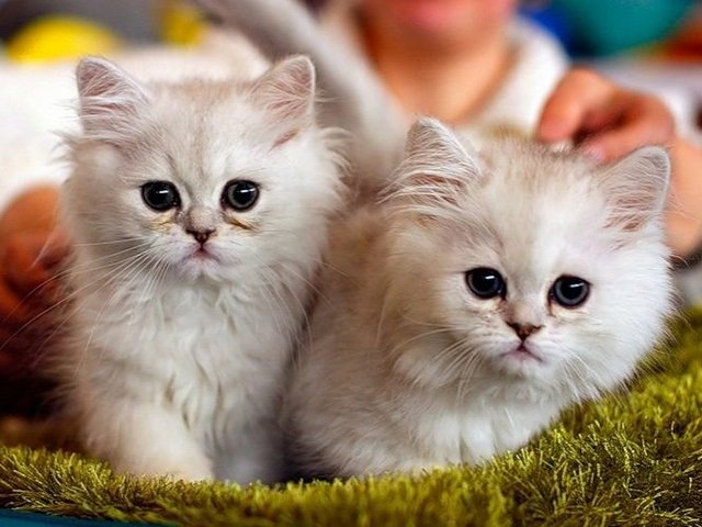 Породы кошек в Великом Устюге | ЗооТом портал о животных