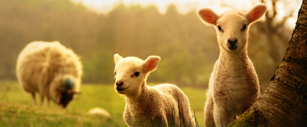 Объявления о сельскохозяйственных животных | ЗооТом - продажа, вязка и услуги для животных в Великом Устюге