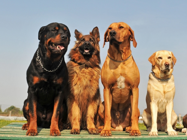 Крупные породы собак в Великом Устюге | ЗооТом портал о животных