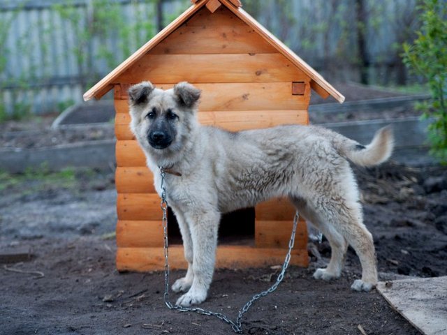 Все о собаках в Великом Устюге Все о собаках в Великом Устюге